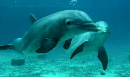 海洋高清短视频